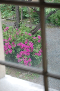 784-窓から中庭の躑躅１本.JPG