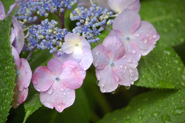 959-がく紫陽花Ａ.JPG