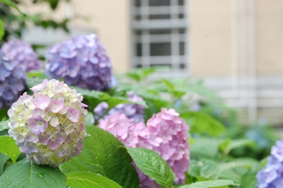 969-右端に淡い色の紫陽花とぼやける窓.JPG