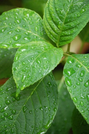 972-紫陽花のはっぱに雨粒.JPG