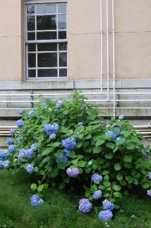 979-南西角のブルーの紫陽花、バックに旧館外壁.JPG