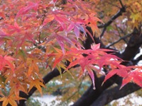 99-2009.12.4府庁中庭の紅葉01.JPG