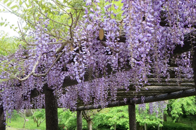 １６．４．２４醍醐寺藤