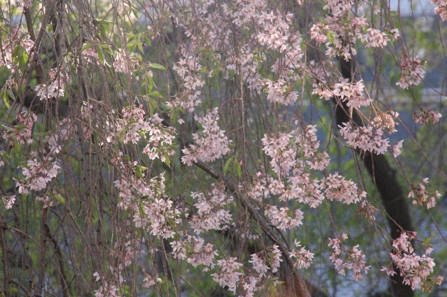 15.4.17　17時前一重紅枝垂れ桜中アップ　