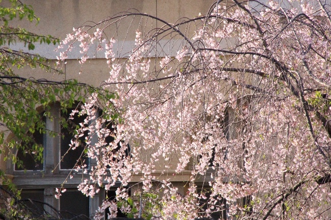 15.4.17　17時前八重紅枝垂れ桜上部アップ