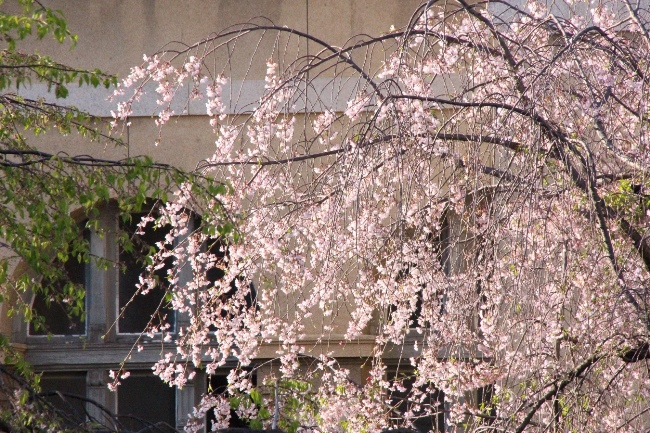 15.4.17　17時前八重紅枝垂れ桜上部アップ