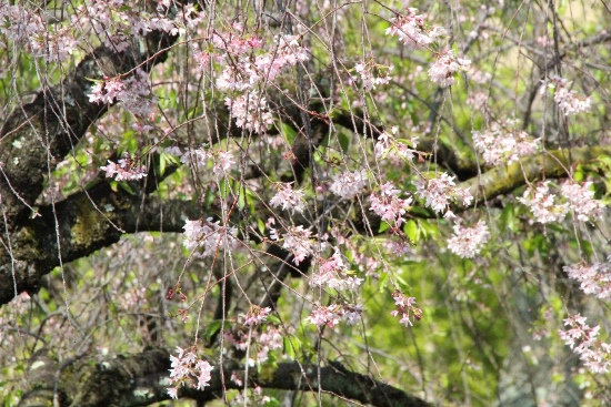 15.4.17一重紅枝垂れ桜上部部分アップ