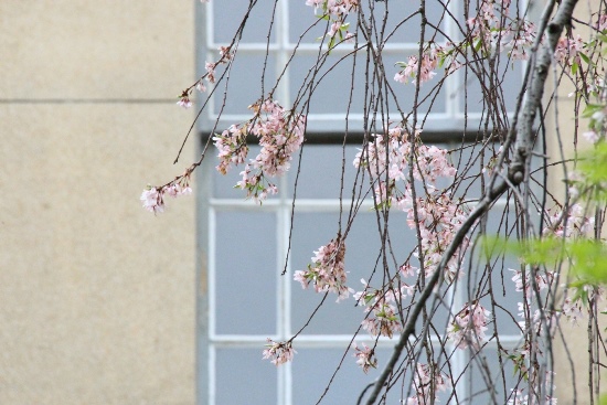 15.4.17朝一重紅枝垂れ桜窓バック