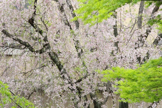 15.4.17朝八重紅枝垂れ桜と深緑の葉