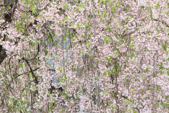 15.4.17朝八重紅枝垂れ桜花びら花びら