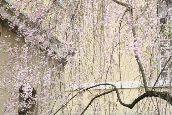 15.4.17朝八重紅枝垂れ桜部分　外壁バック