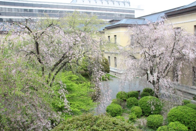 15.4.17東2階から朝の中庭風景