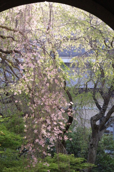 １５．４．１７東側アーチから一重紅枝垂れ桜