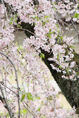 15.4.17八重紅枝垂れ桜　幹バック　アップ