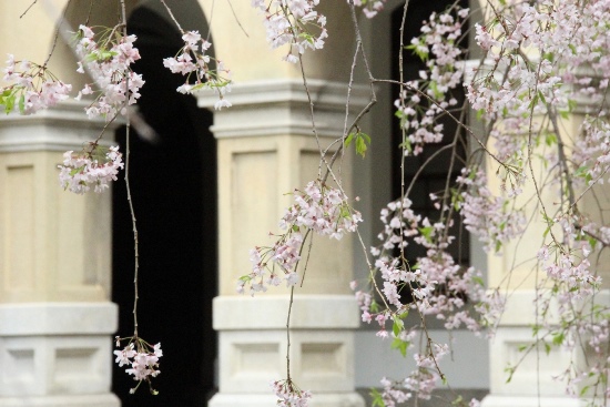 15.4.17八重紅枝垂れ桜　朝アーチ柱バック