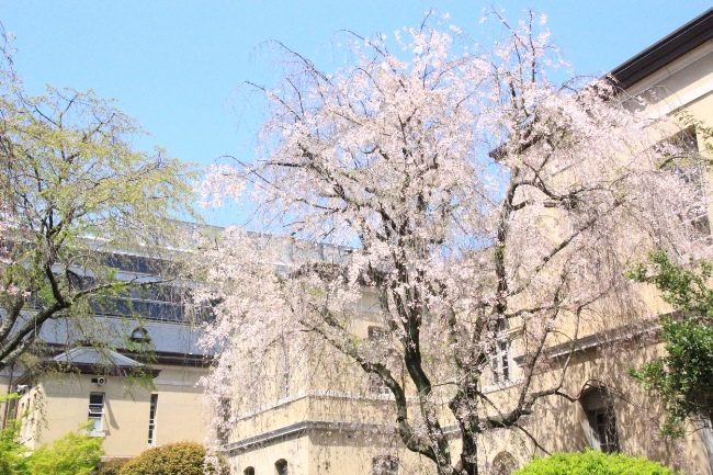 15.4.17八重紅枝垂れ桜旧本館バック