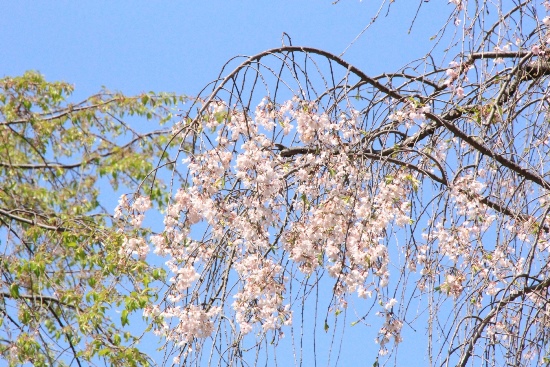 15.4.17八重紅枝垂れ桜上部青空アップ