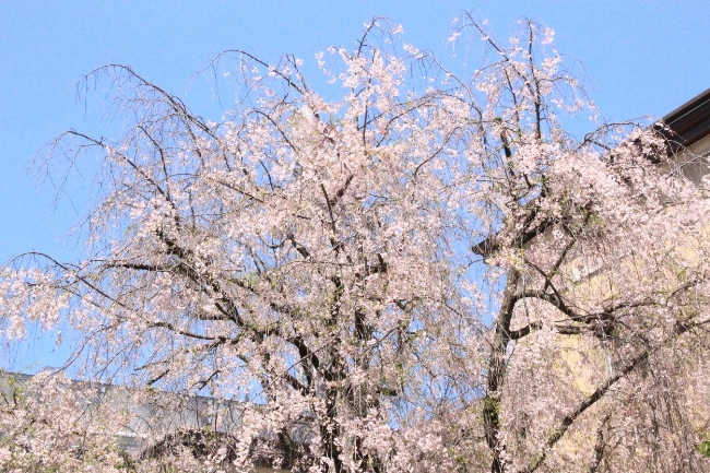 15.4.17八重紅枝垂れ桜青空バック中上部アップ