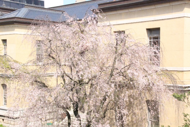 17.4.15お昼前八重紅枝垂れ桜全体