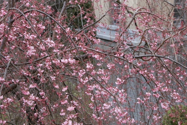 16.3.24一重紅枝垂れ桜上部