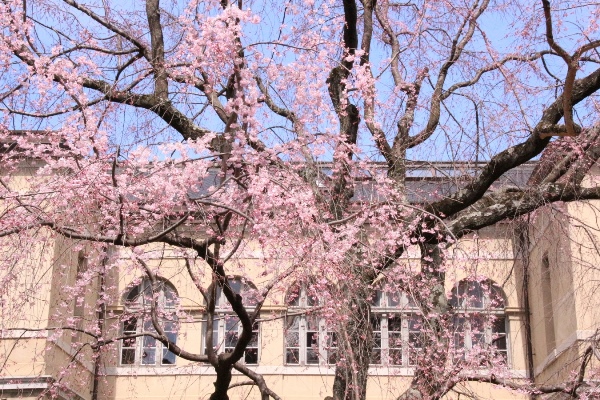 16.3.24祇園しだれ桜　部分