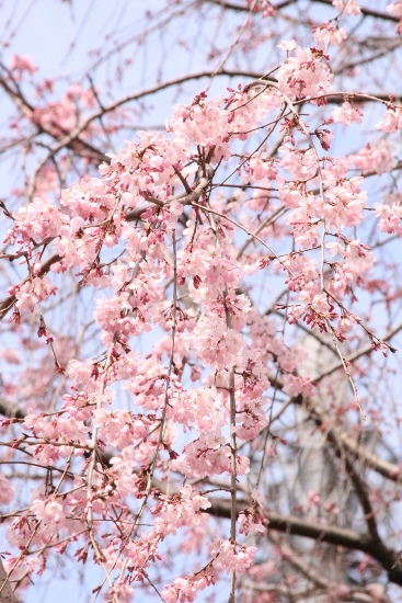 16.3.24祇園枝垂れ桜　枝✿