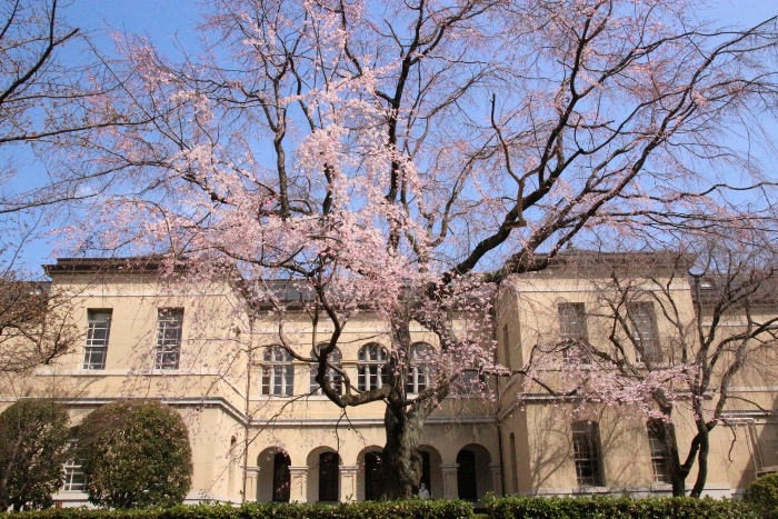 0393 １６．３．２７祇園枝垂れ桜　南からの全体