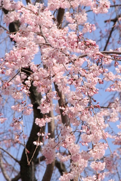 ０４０５  祇園しだれ桜中アップ