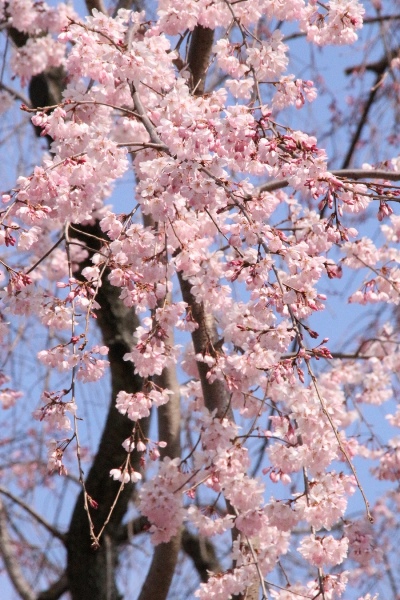 ０４０５  祇園しだれ桜中アップ