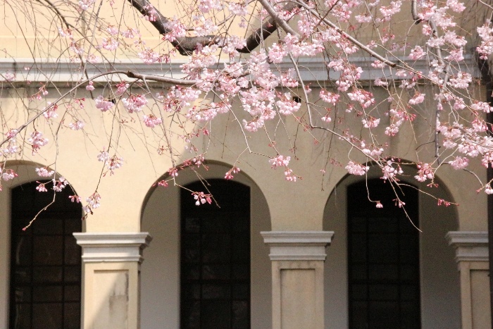 ０４５８　16.3.27祇園しだれ桜　アーチバックに