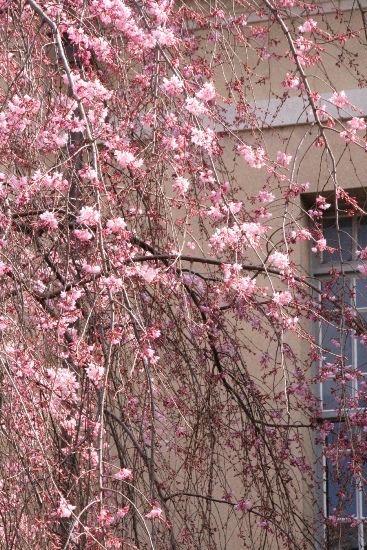 ０４７４　16.3.27 一重紅枝垂れ桜下から上部を見上げて