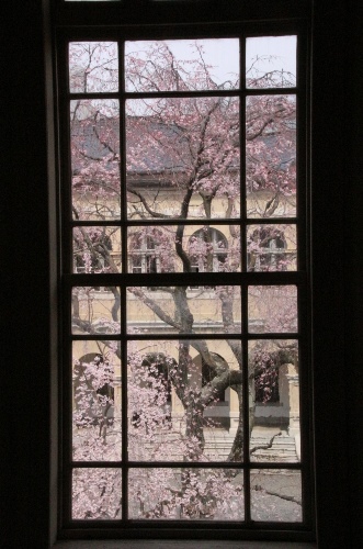 0611 16.3.29正面玄関ガラスから祇園枝垂れ桜
