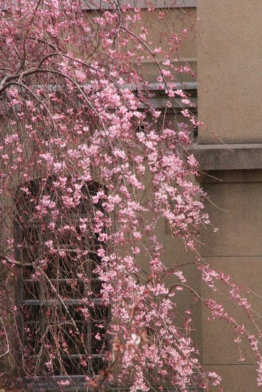 ０６２７ 一重紅枝垂れ桜　全体の半分の長さを写す