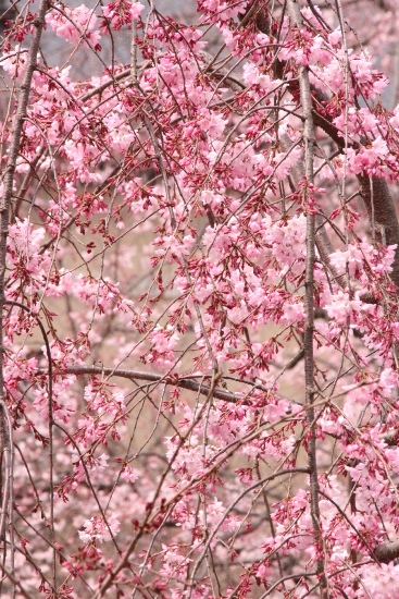 ０６４２　16.3.29一重紅枝垂れ桜中アップ