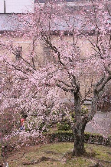 ０６５９ 16.3.29　祇園しだれ桜　東側から全体姿