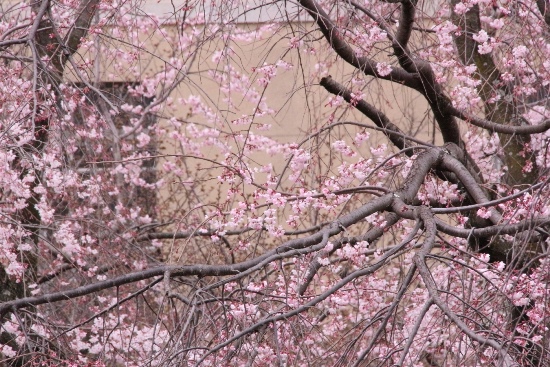 ０６７４　16.3.29祇園しだれ桜　中アップ