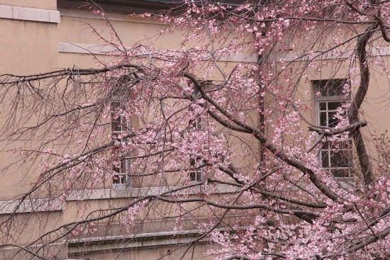 ０６８１　16.3.29　祇園枝垂れ桜　中アップ