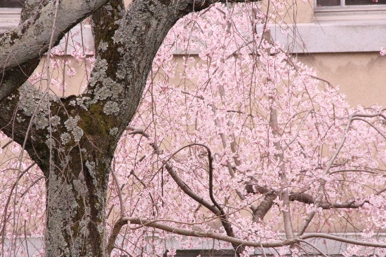 0687 16.3.29 祇園しだれ桜　左に幹中アップ