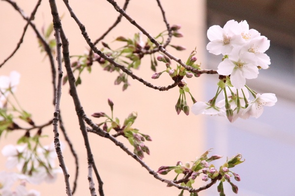 ０７０７　16.3.29 大島桜　中アップ