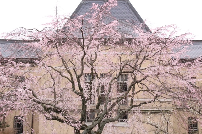 １８６９　１６．３．３１　祇園しだれ桜北側から全容