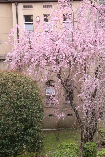 １８７０　１６．３．３１　一重紅枝垂れ桜全容