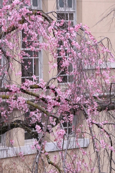 １８９２　１６．３．３１　一重紅枝垂れ桜中アップ