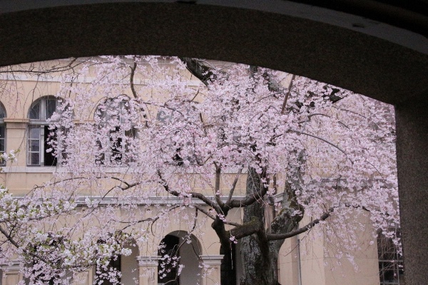 １９２７　１６．３．３１　祇園枝垂れ桜　中庭潜り戸越し