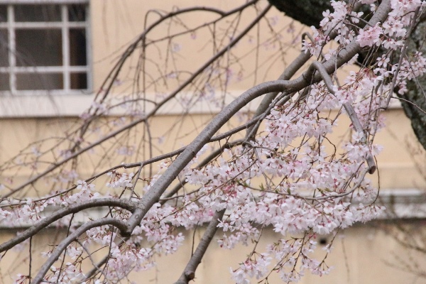 １９６１　１６．３．３１　祇園枝垂れ桜中アップ２