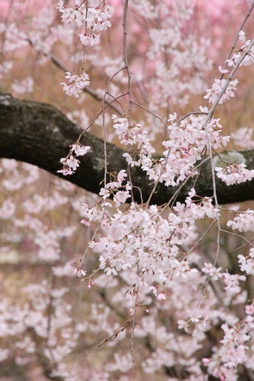 １９７８　１６．３．３１　祇園しだれ桜中アップ６