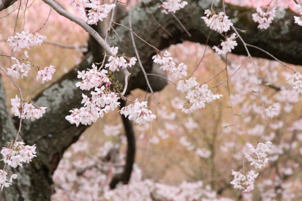 １９９４　１６．３．３１　祇園枝垂れ桜中アップ４