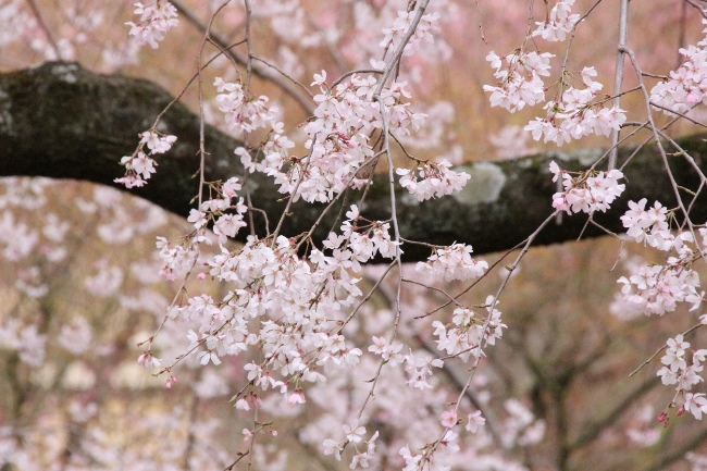 １９８４　１６．３．３１　祇園枝垂れ桜中アップ５