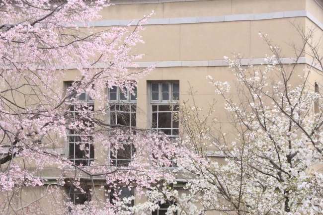 ０２７６　１６．４．２　祇園しだれ桜＆大島桜