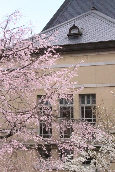 0285　16.4．2　左　祇園枝垂れ　右下大島桜　縦