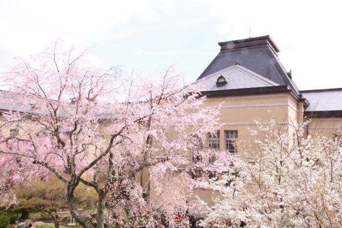 ０２８８　１６．４．２　祇園枝垂れ桜大島桜　中庭風景